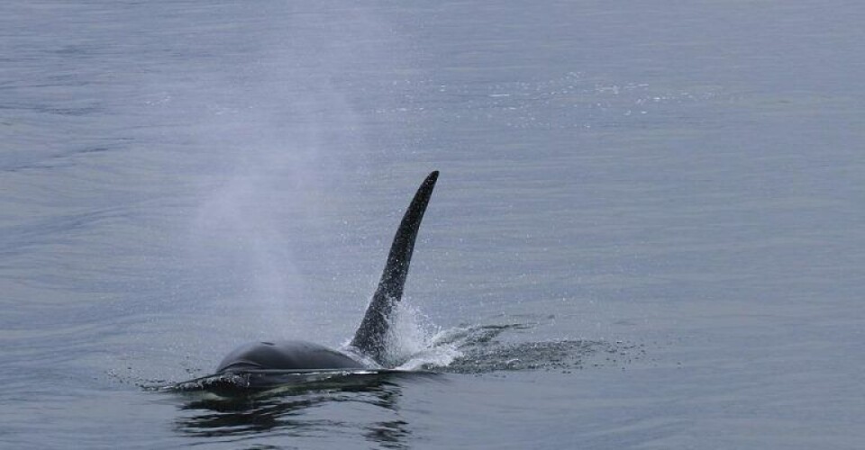 Spækhugger på lavt vand. Dette er ikke den omtalte spækhugger fra Limfjorden. Arkivfoto: World Animal Protection Danmark