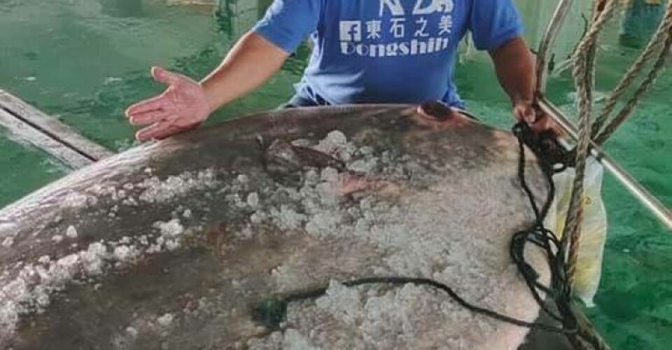 Cheng with captured sunfish. (Facebook, Cheng Chun photo) a member of the Facebook group The Beauty of Dongshi (東石之美)