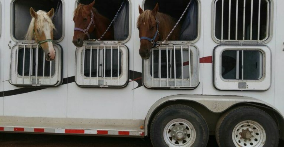 Dette er ikke den omtalte hestetransporter. Arkivfoto: Shelly Busby / Unsplash