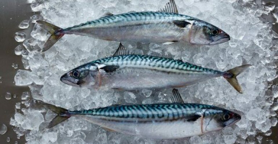 Behov for hurtig indsats for at beskytte fiskebestande i Atlanterhavet Foto-MSC