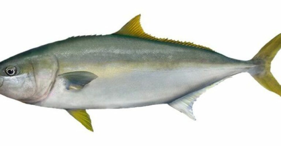 Saltvandsdambrug i Hanstholm fordobler produktion af kingfish preview-768x325-1