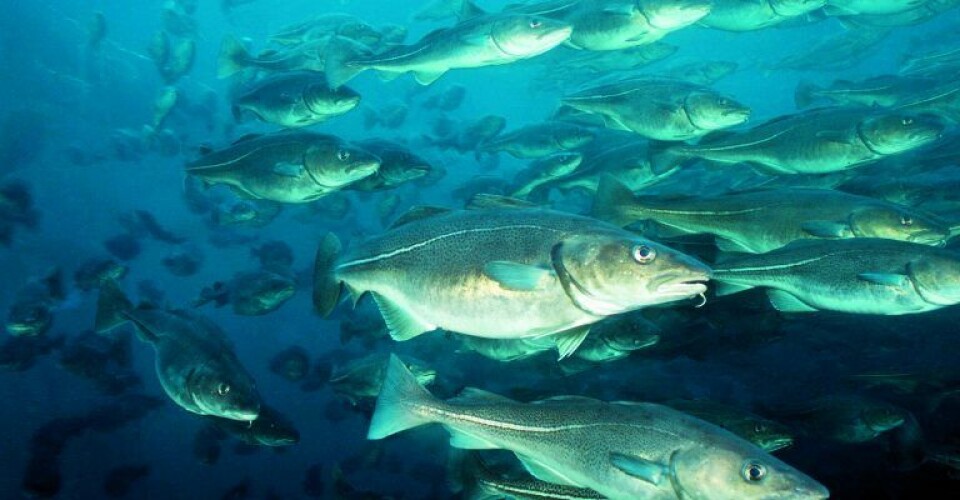 Sten i vandet giver flere fisk Torsk1