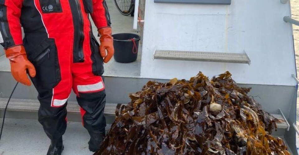 Fiskeristyrelsen bjærger 100 kilo spøgelsesnet ved Glatved Strand Foto-Fiskeristyrelsen-768x1024-1