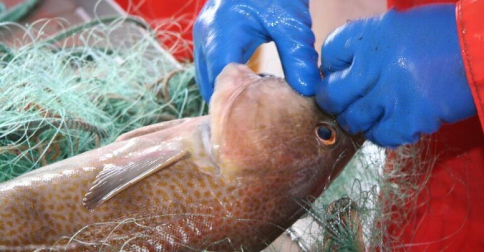 Millionstøtte på vej til danske fiskere efter Brexit s530-yokotani-fisketur-okt-08-153.-Foto-Danmarks-Fiskeriforening-768x512-1