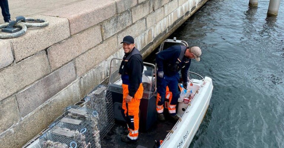 Fiskebørnehaver i Københavns Havn. Foto: By & Havn