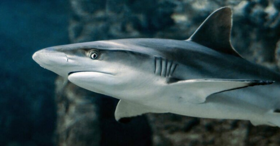 Studie: Fiskeri presser bestanden af hajer og rokker shark-3197585_1920-768x432-1