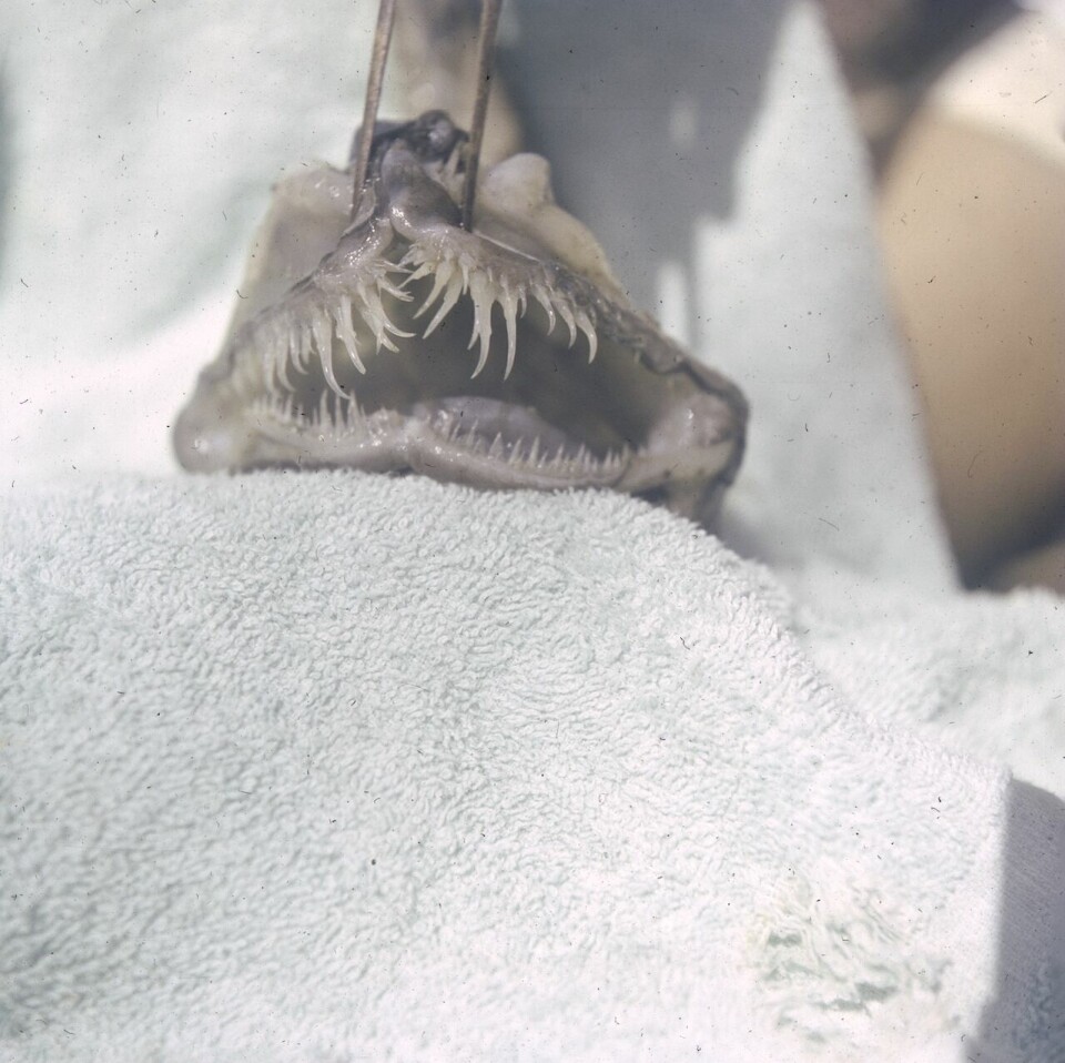 Ekspeditionen fandt blandt andet en tudsefisk med gabet fyldt med skarpe tænder og lysorgan. Fisken fik efterfølgende navnet Galatheathauma axeli, opkaldt efter den danske søofficer, prins Axel. Med i nettet var også et bløddyr, som først blev registreret fire år senere, og som regnet for en af de vigtigste opdagelser i 100 år.