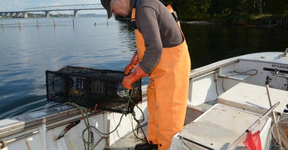 Danske kystfiskere på tærsklen til millioner LC3A6befisk-5