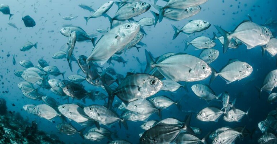 Ground-Breaking Agreement by Fishing Giants Announced by SeaBOS Foto: Sebastian Pena Lambarri, Unsplash