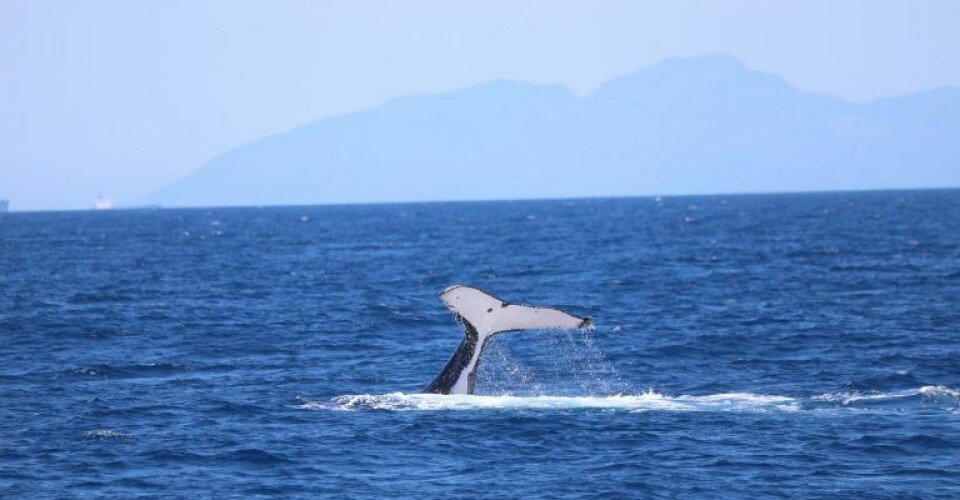 Blue Whale Sea Ocean