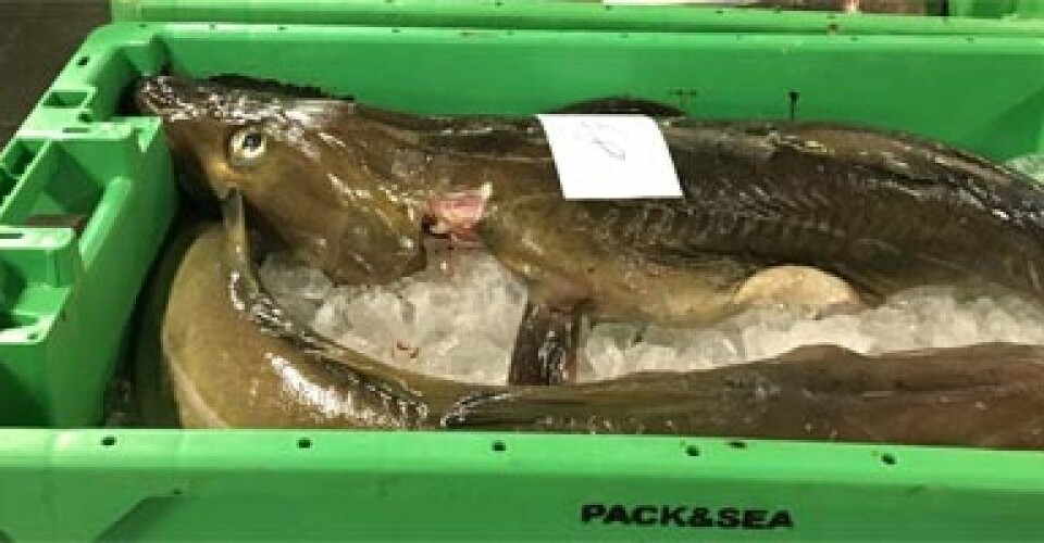 Fiskefabriksejer vil kræve gyldigt coronapas af ansatte torsk-i-kasser