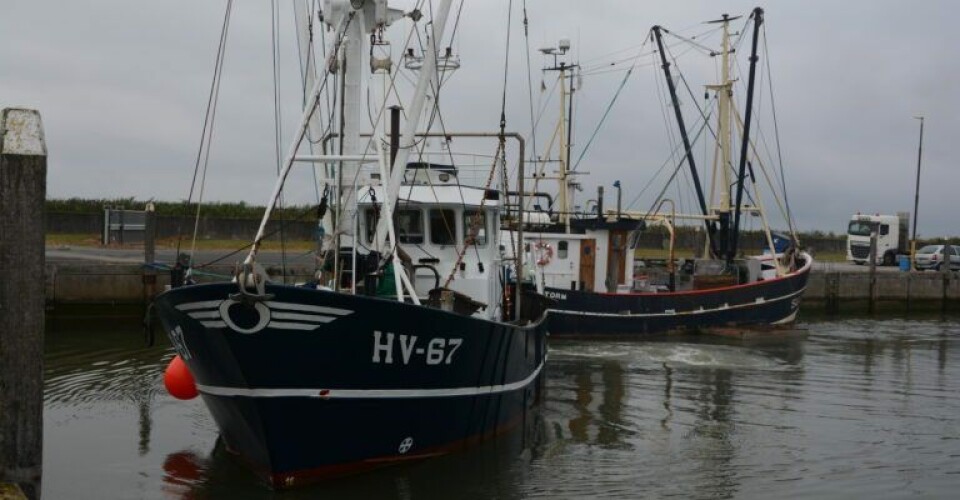 Det nye normale skal være Rømø-rejer i danske hjem HV-67-Juvredyb-anlC3B8ber-Havneby-768x512-1