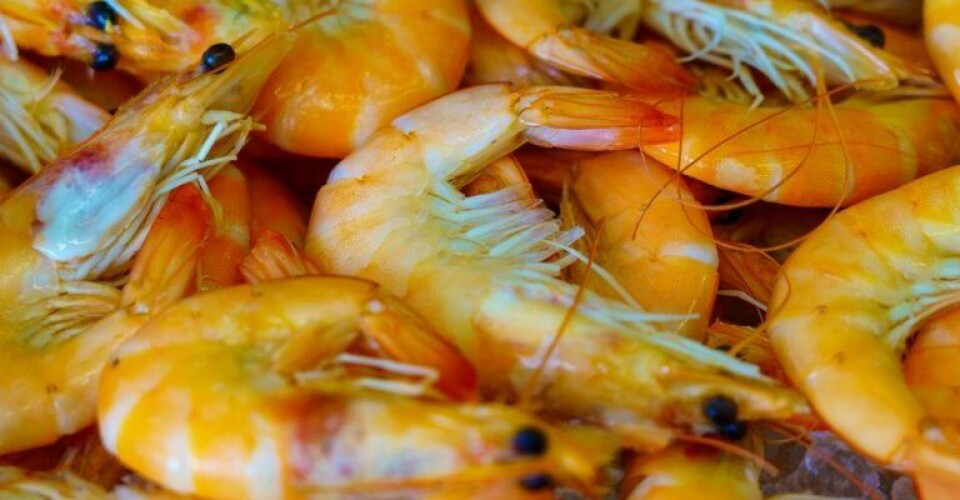 Fynsk seafood-virksomhed erklæret konkurs nick-fewings-Xqnxv6LWmiE-unsplash-768x512-1