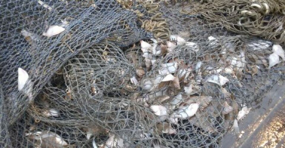 En inderpose er en ulovlig, finmasket fangstpose, som er monteret inden i det lovlige trawl. Fiskeri med inderpose forhindrer små fisk i at slippe ud af trawlet og er et brud på reglerne. Foto: Fiskeristyrelsen