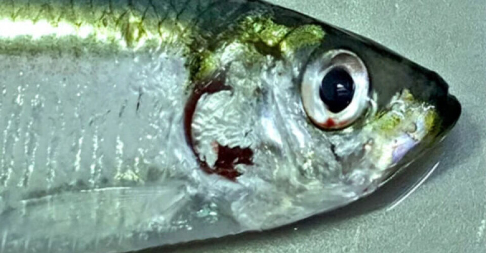 Fælles opråb fra fiskerierhvervet angående brisling Brisling.-Foto-Danmarks-Pelagiske-Producentorganisation-768x475-1