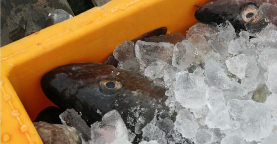 Stort fald i eksporten af fiskeprodukter Screenshot_2021-05-30-Ny-kvoteradgivning-for-Ostersoen-er-skidt-nyt-for-fiskeriet-dfpo