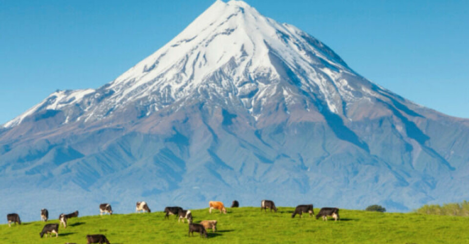 Cattle in from of Mount Taranaki (Source: Wikimedia Commons).