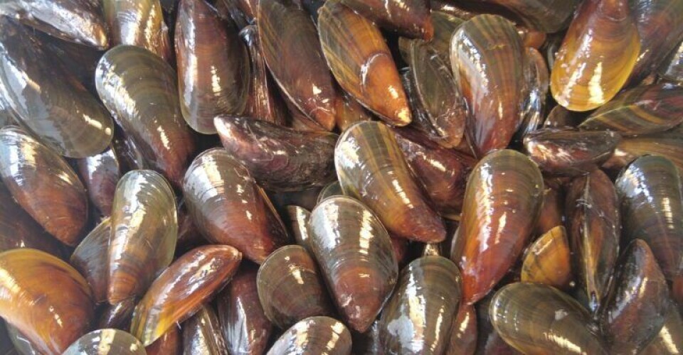 Verdens største Seafood Expo er aflyst Foto-1-768x576-1
