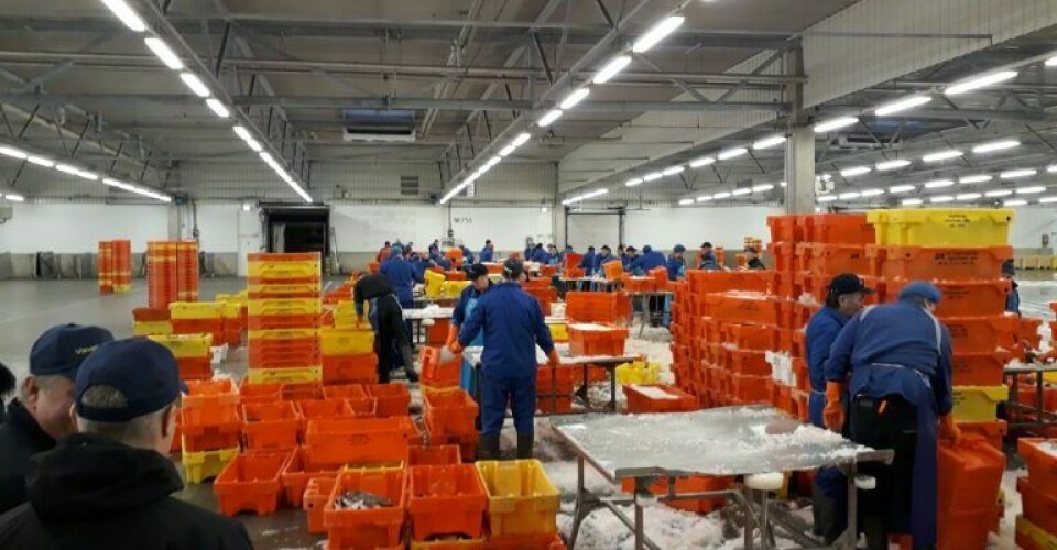 Saadan-placeres-fiskekasser-under-sortering-paa-en-fiskeauktion-i-Holland.-Foto-Poul-Ole-Nielsen-768x576-1