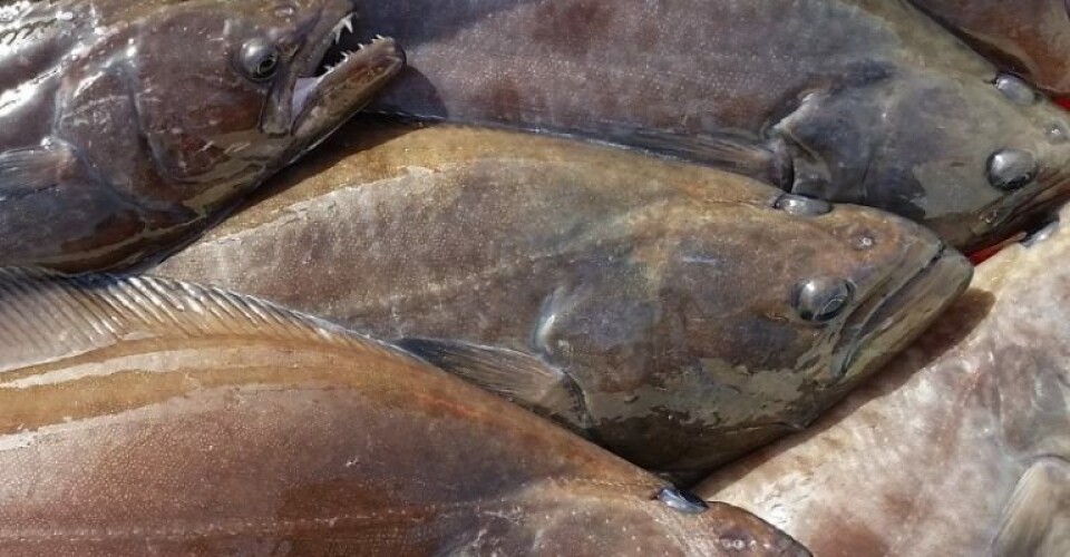 Grønlands regering indfører kvartalskvoter på hellefisk Hellefisk.-Foto-Naalakkersuisut