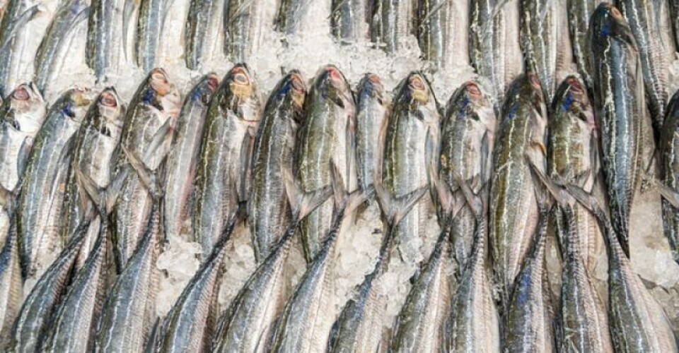 60 procent af eksport af fiskeprodukter til UK pålægges told johen-redman-GP_uojQ-QtY-unsplash