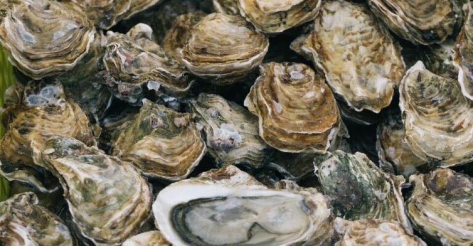 En halv million østers – Ørsted skal hjælpe med kæmpe projekt Oesters.-Arkivfoto-Ben-Stern-Unsplash-768x664-1