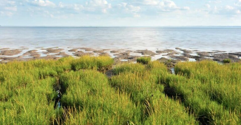 Humber-flodudmundingen. Humber-flodudmundingen. Foto: Ørsted