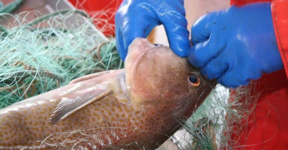 Så er den nye fiskeriaftale i havn – Se hvor lidt, der må fiskes DAnmarks-Fiskeriforening-PO-768x512-1