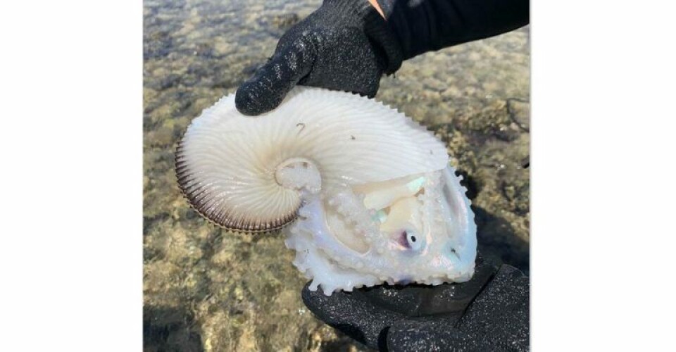 The odd looking creature was found on Aug. 22 off Oahu's east side.(Hawaii News Now Viewer)