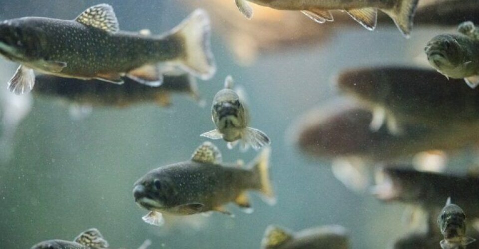 Udbrud af fiskesygdommen IHN i Danmark john-werner-FY3MJ9QxBeI-unsplash-768x512-1