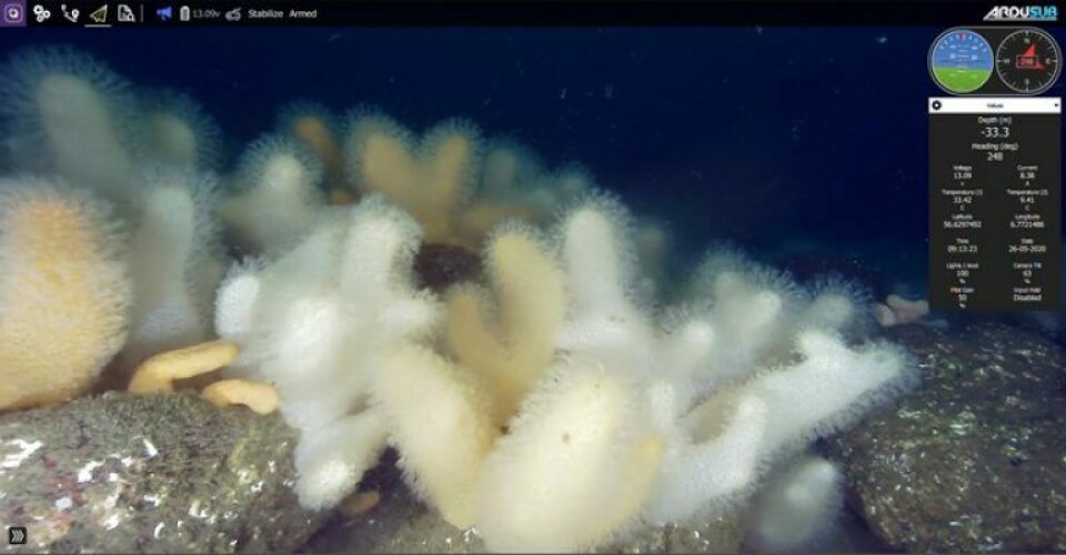 Stenrev i Nordsøens dyb med korallen dødningehånd, stort søpindsvin og kalkrørsorm. En undervandsdrone har hjulpet fagfolkene med at få et detaljeret indblik i miljøet på havbunden ved at sende billeder op til overfladen. Foto: Miljøstyrelsen