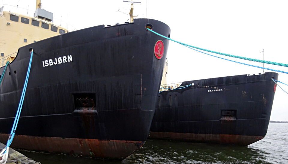 Isbjørn og Danbjørn på havnen i Hals.