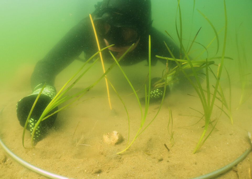 De første udplantninger er foretaget af postdoc på Biologisk Institut ved Syddansk Universitet, Rune Steinfurth. Foto: Aarhus Havn